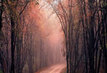 欧博官网:传统元素!装备网站报道中国女足2025客场球衣: 白底+花卉底纹.